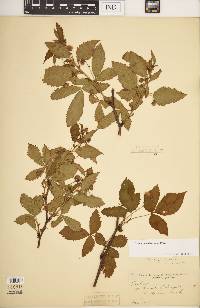 Rubus pensilvanicus image