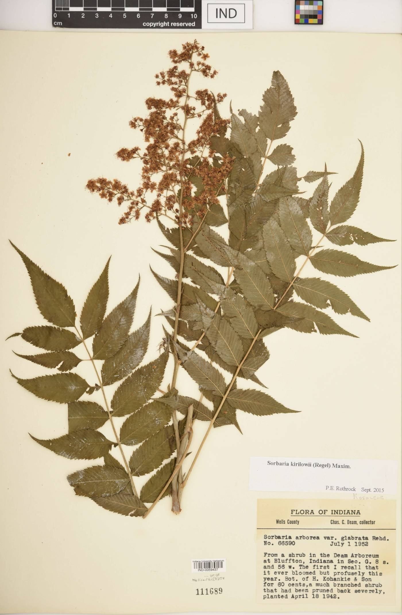 Sorbaria kirilowii image