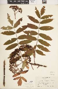 Sorbus americana image