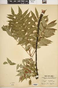 Sorbus americana image