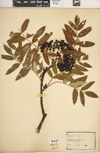 Sorbus americana image