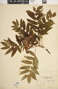 Sorbus americana image