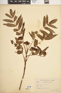 Sorbus americana image