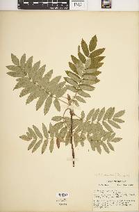 Sorbus aucuparia image