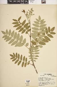 Sorbus aucuparia image