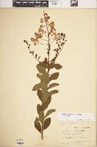 Spiraea alba image