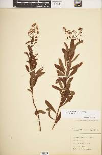 Spiraea alba image