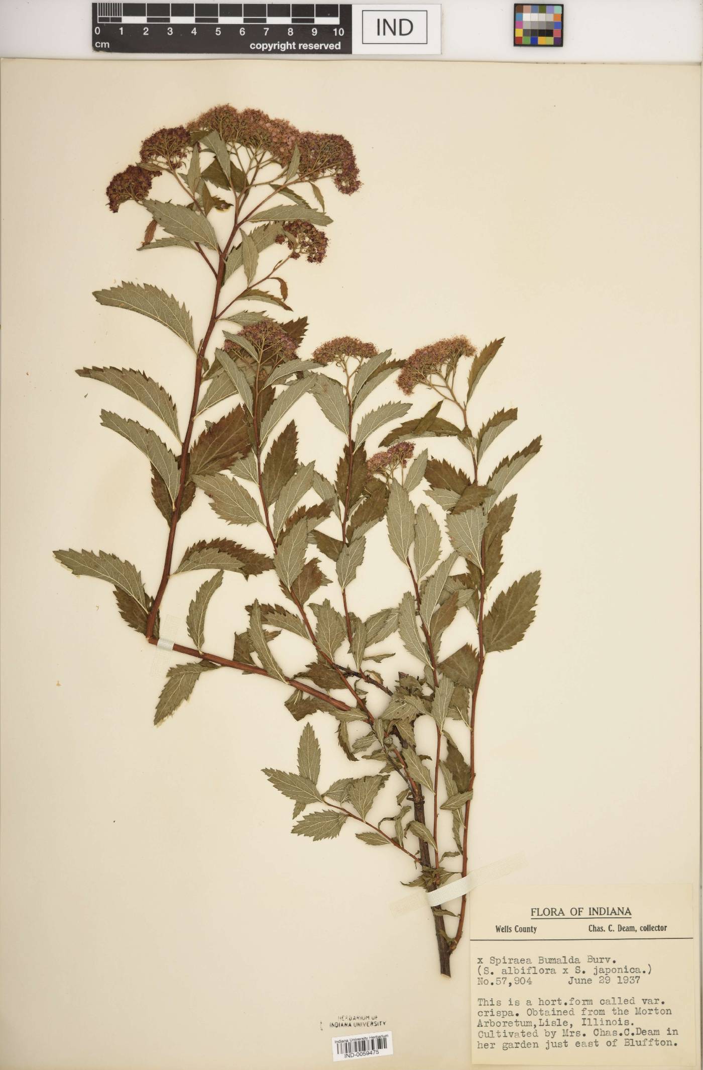 Spiraea × bumalda image