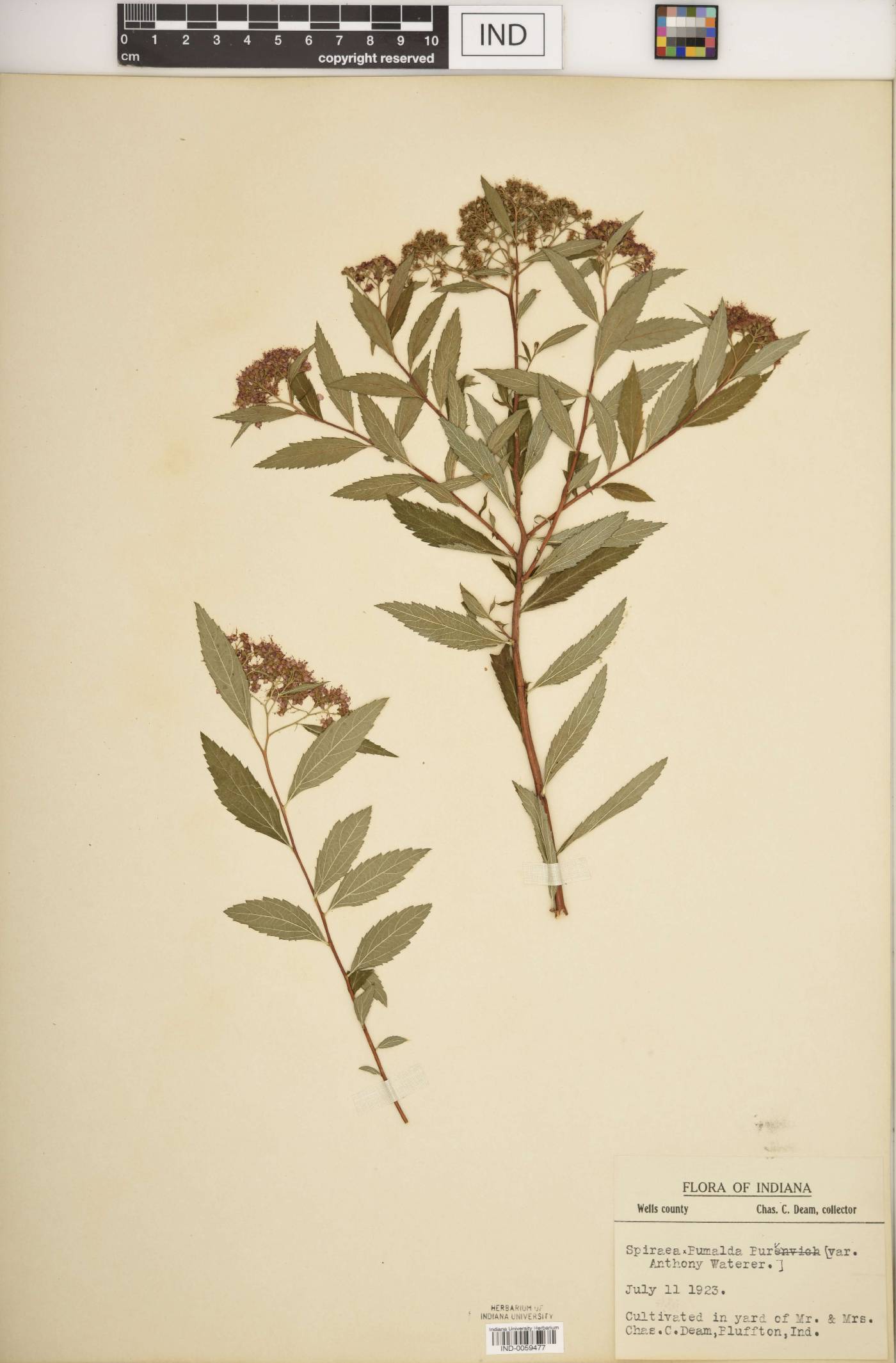 Spiraea × bumalda image