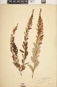 Spiraea tomentosa image