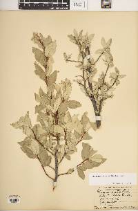 Elaeagnus commutata image