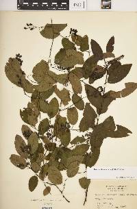 Berchemia scandens image