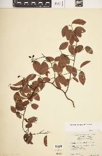 Berchemia scandens image