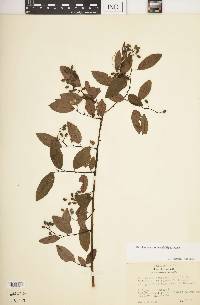 Berchemia scandens image