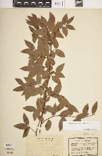 Berchemia scandens image