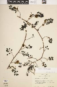 Berchemia scandens image