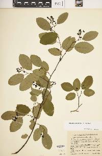 Berchemia scandens image