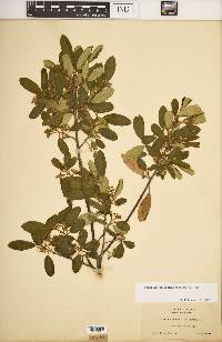 Frangula californica image