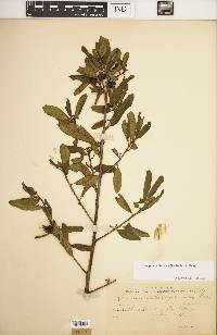 Frangula californica image