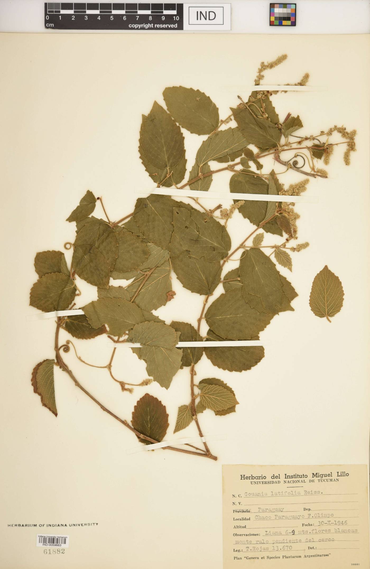 Gouania latifolia image