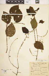 Gouania ulmifolia image