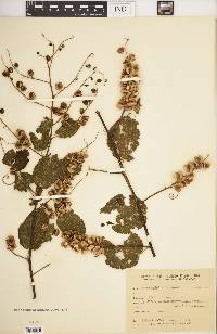 Gouania ulmifolia image