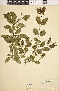 Rhamnus cathartica image