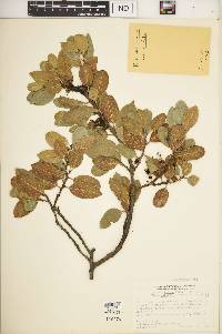 Rhamnus crocea image