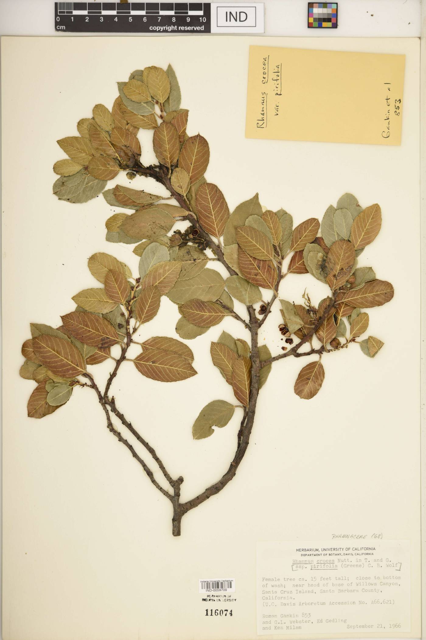 Rhamnus crocea subsp. pirifolia image