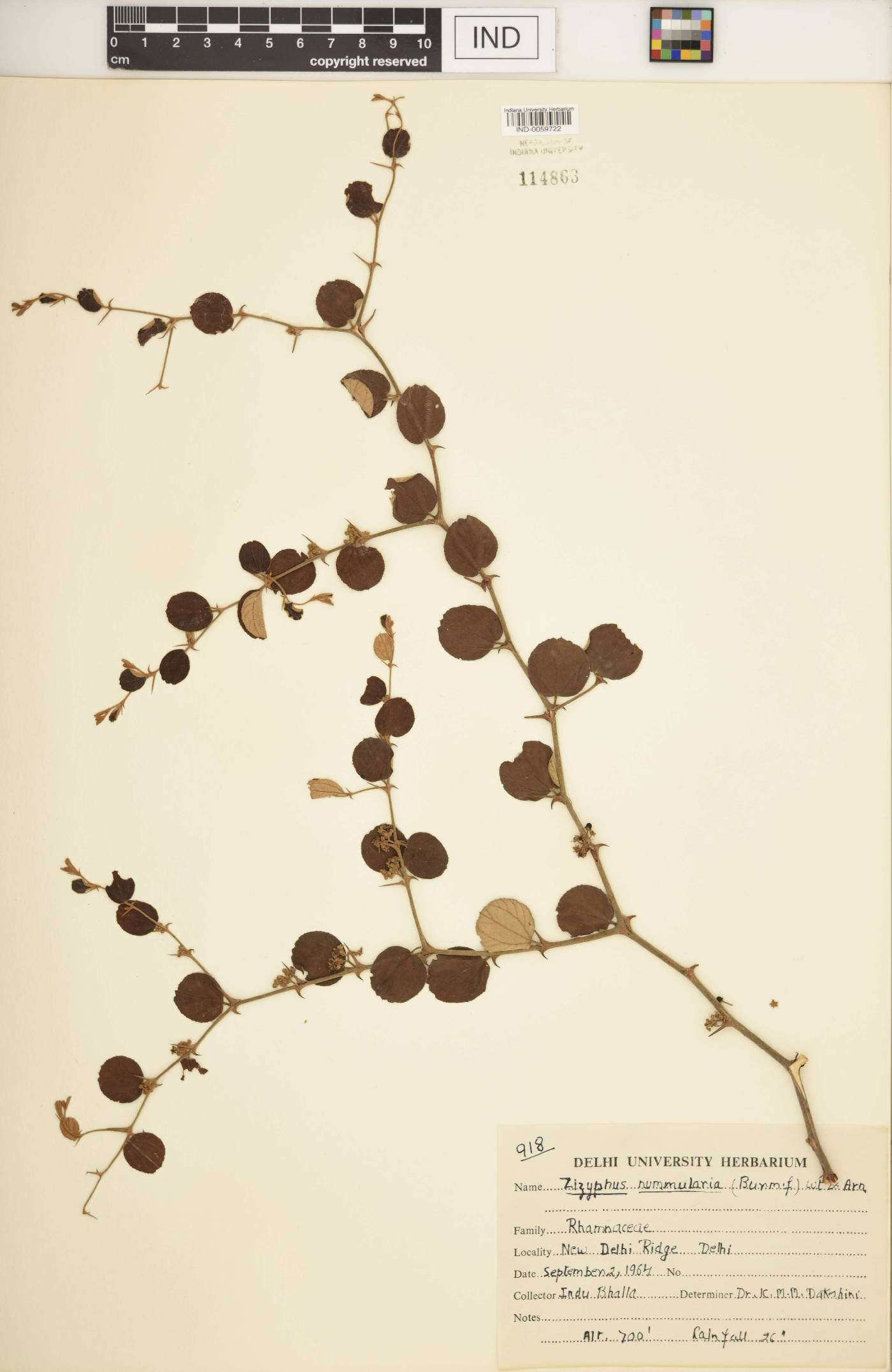 Ziziphus nummularia image