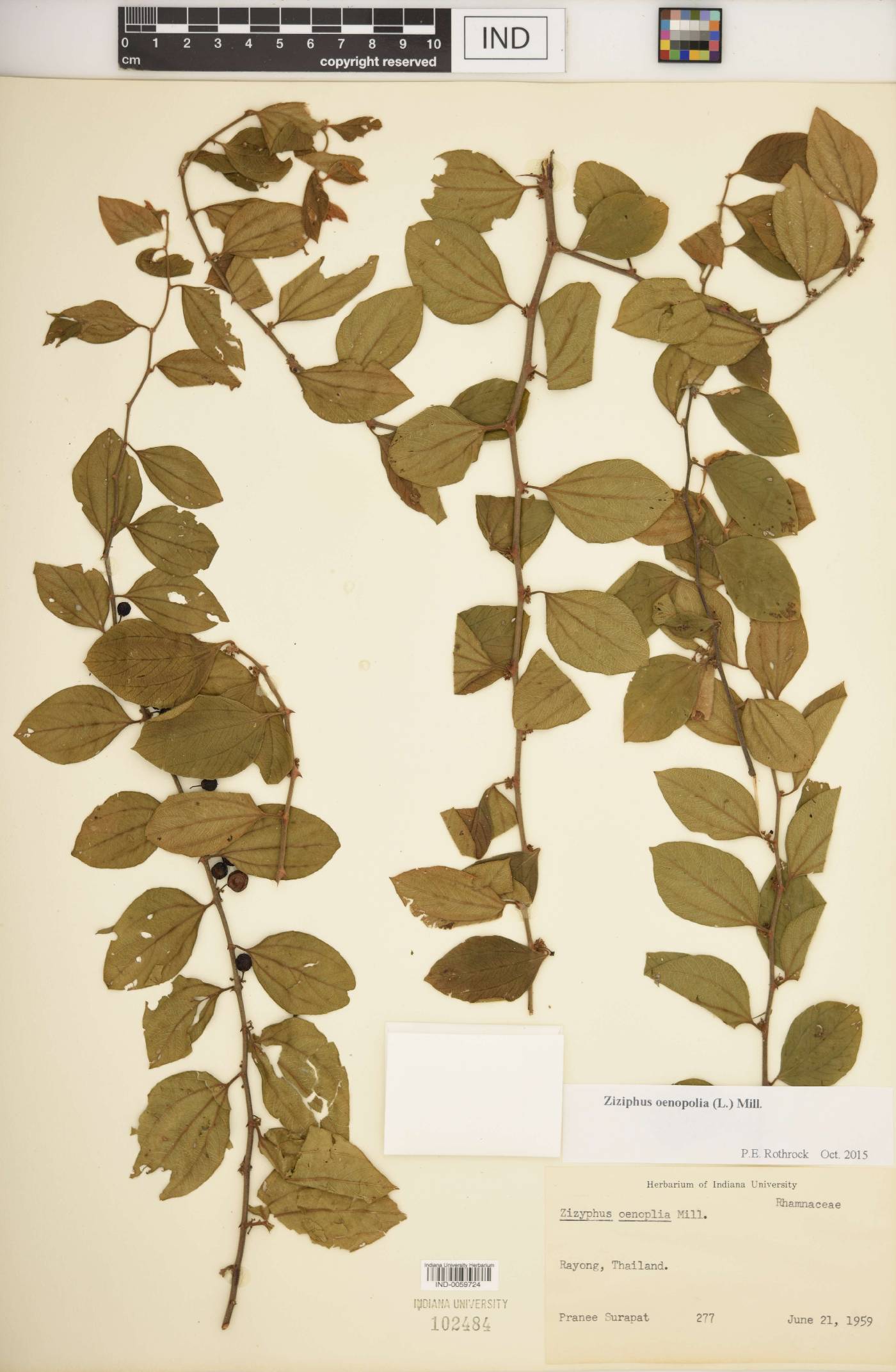 Ziziphus oenopolia image