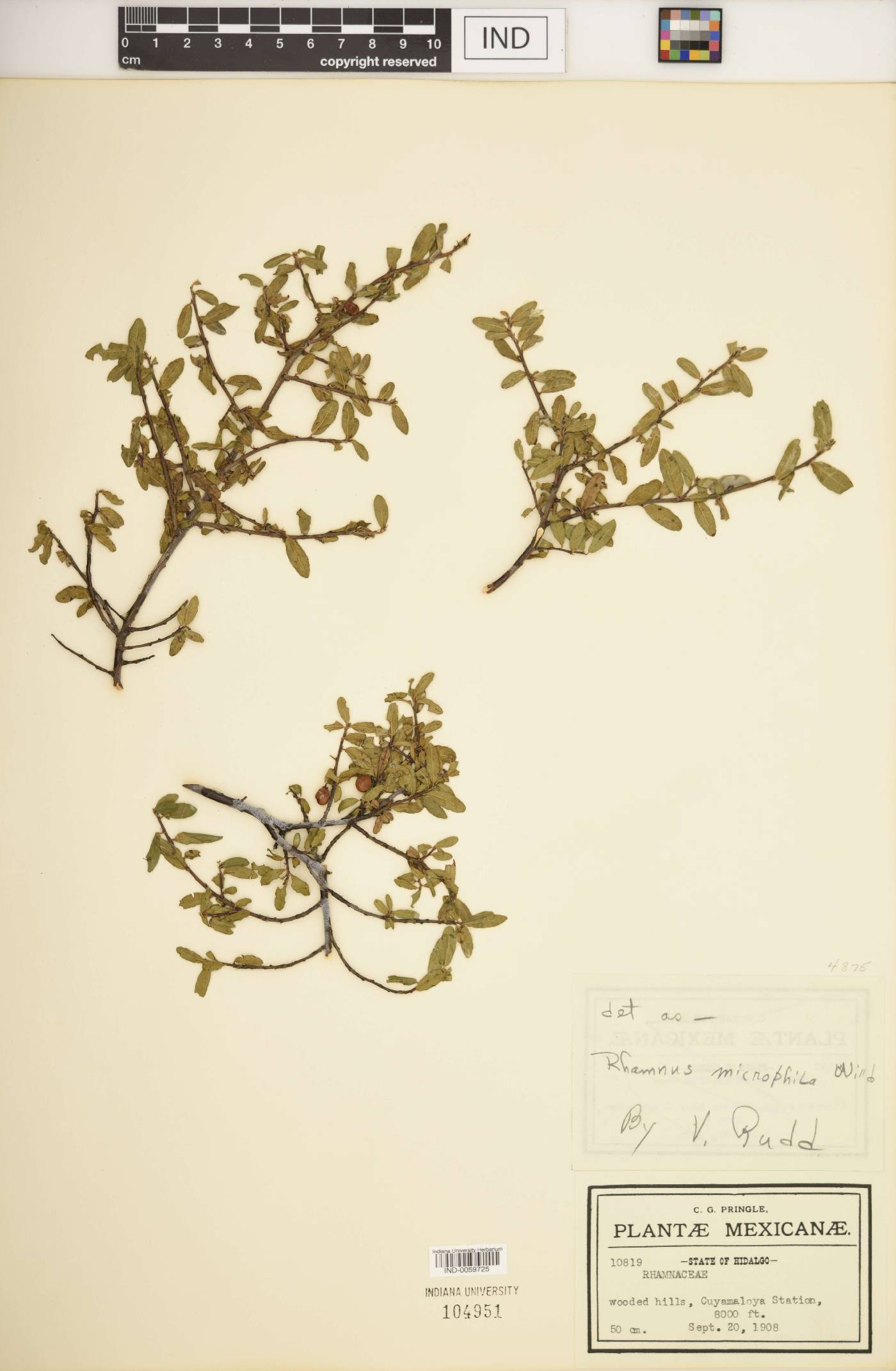 Rhamnus microphylla image