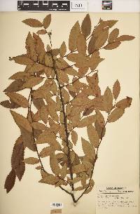 Ulmus alata image