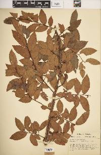 Ulmus alata image