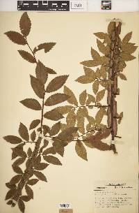 Ulmus alata image