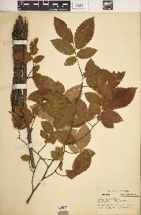 Ulmus alata image