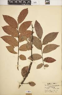 Ulmus alata image