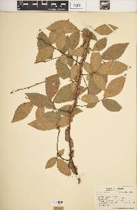 Ulmus alata image