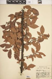 Ulmus alata image