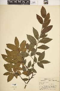 Ulmus alata image