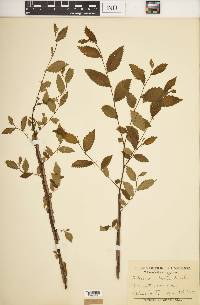 Ulmus alata image