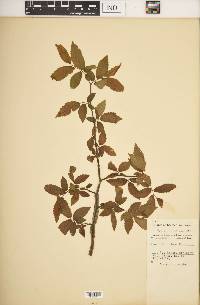 Ulmus alata image