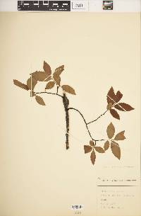 Ulmus alata image