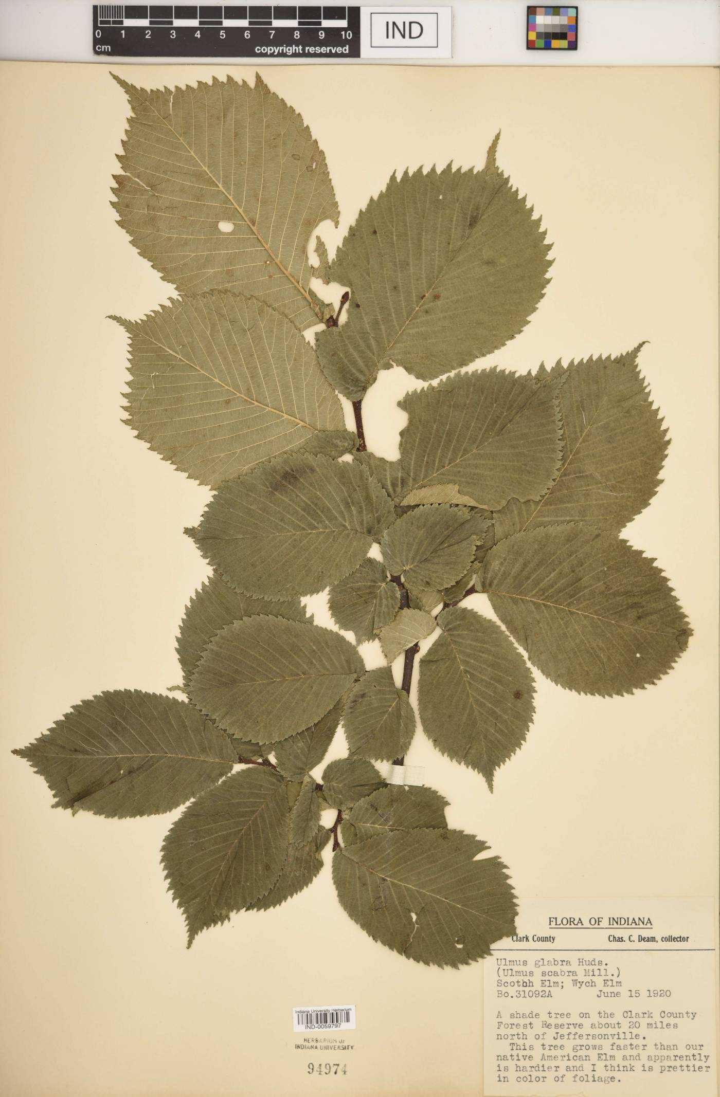 Ulmus glabra image