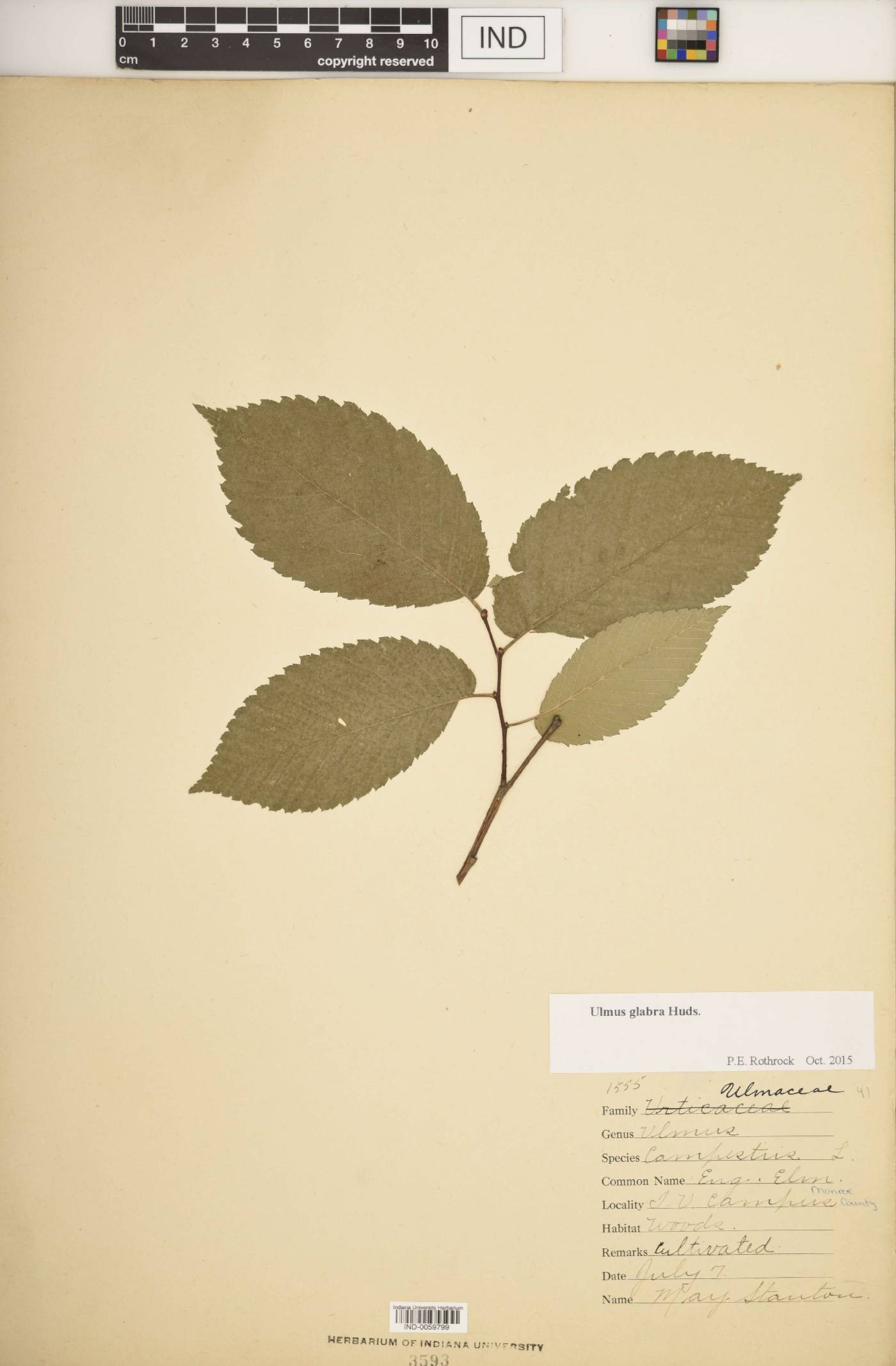 Ulmus glabra image