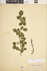 Ulmus glabra image