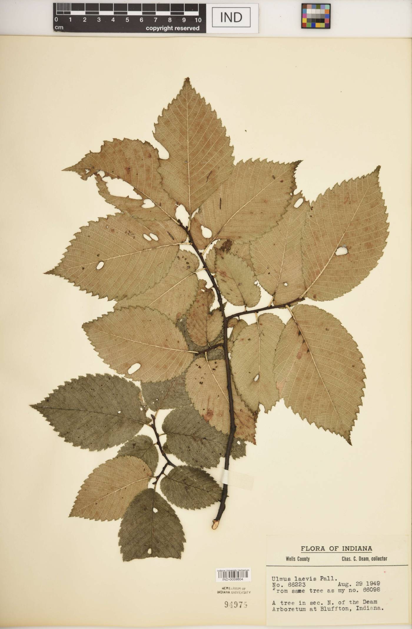 Ulmus laevis image