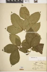 Ulmus thomasii image