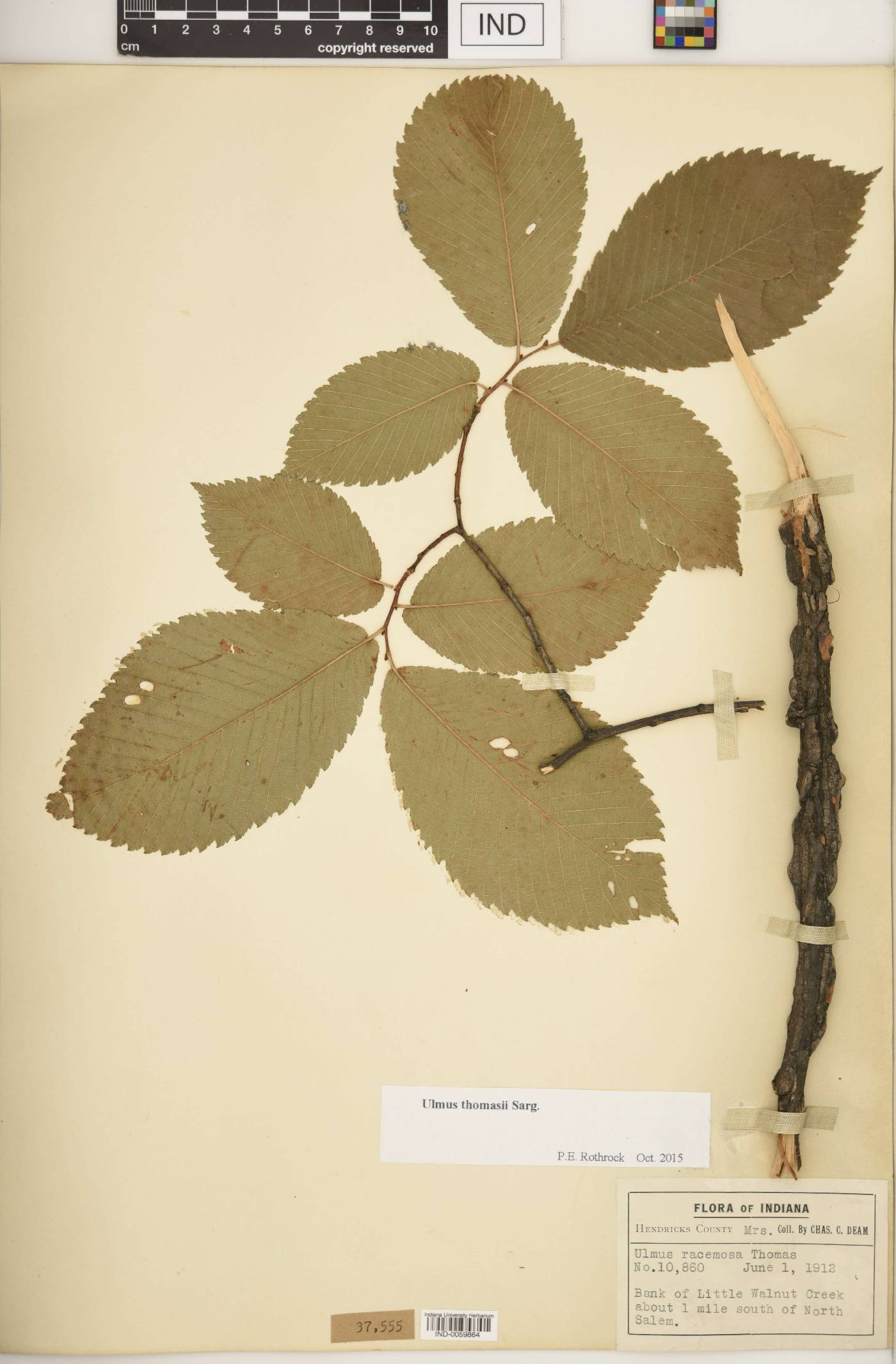 Ulmus thomasii image