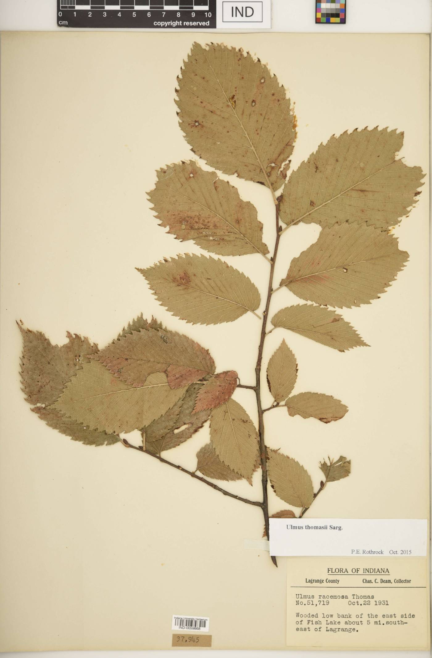 Ulmus thomasii image